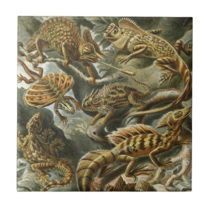 Azulejo Lagartos por Ernst Haeckel Lacertilia Animal Vinta