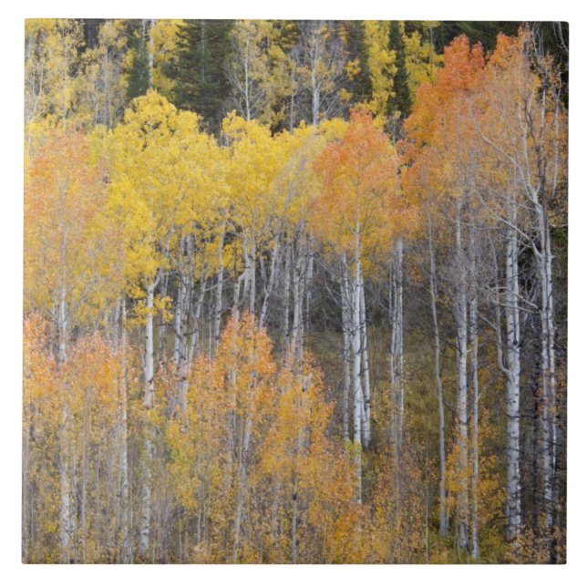 Azulejo Lambert Hollow, álamos (Frente)