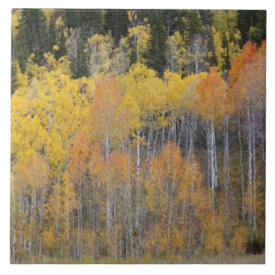 Azulejo Lambert Hollow, álamos