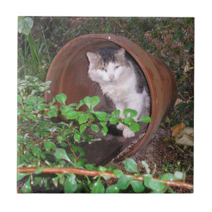 Azulejo ¡Las Caídas De Lluvia Siguen Cayendo Sobre Mi Cabe