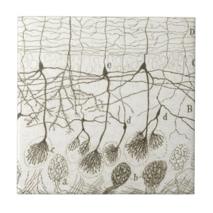 Azulejo Las neuronas 8 de Cajal