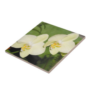 Azulejo Las orquídeas blancas en un fondo verde