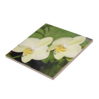 Azulejo Las orquídeas blancas en un fondo verde