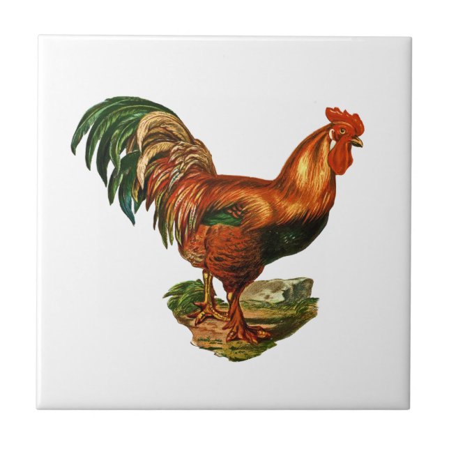 Azulejo Las plumas de cola verde vintage Rooster Cockerel (Frente)