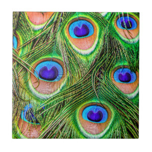 Azulejo Las plumas de pavo real deslumbrantes
