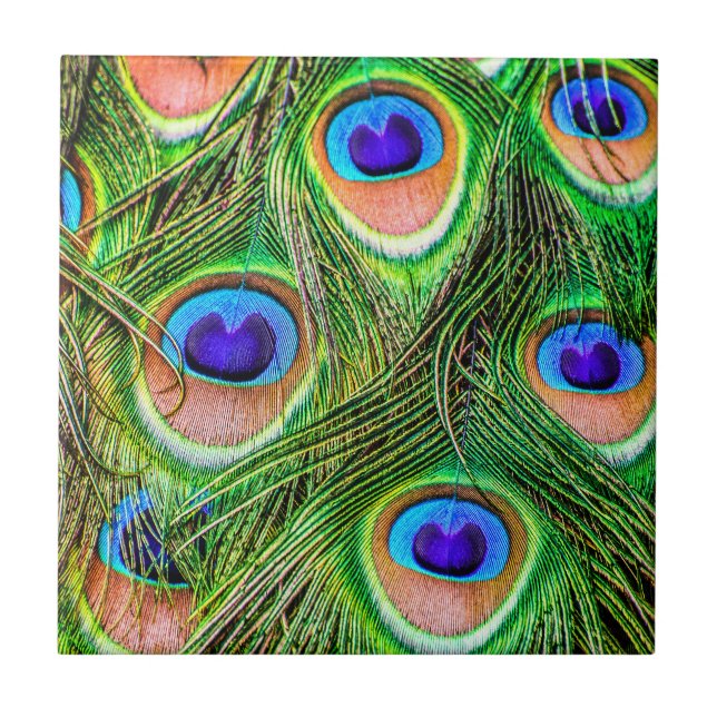 Azulejo Las plumas de pavo real deslumbrantes (Frente)