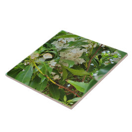 Azulejo Laurel de la Montaña Blanca