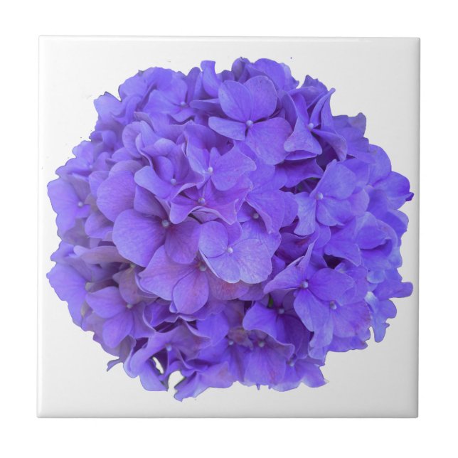 Azulejo Lavanda lila púrpura Hidrangeas flores púrpuras (Frente)