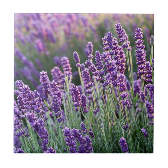 Azulejo Lavanda lúcida (Frente)