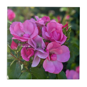 Azulejo lavender Pink Rose