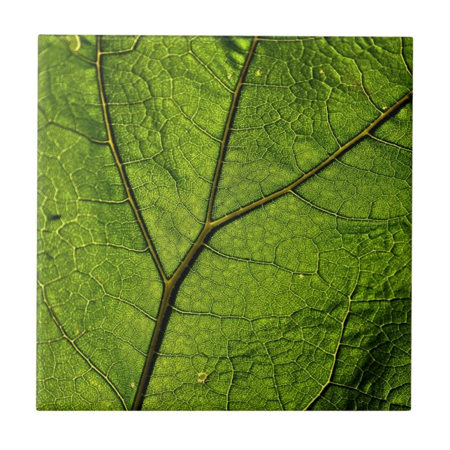 Azulejo Leaf. Butterbur verde (Frente)