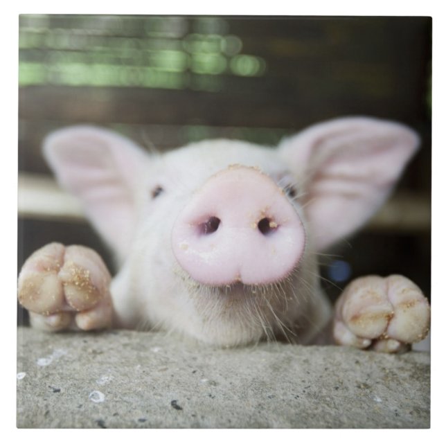 Azulejo Lechón en la pluma, cochinillo (Frente)