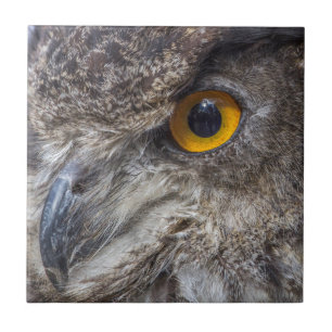 Azulejo Lechuza Águila Con Ojos Naranjas Intensos