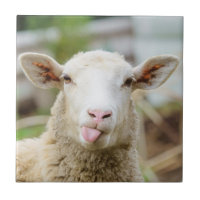 Lengua de presentación de las ovejas