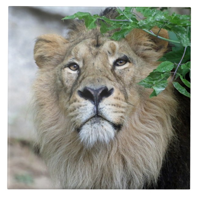Azulejo León 002 (Frente)