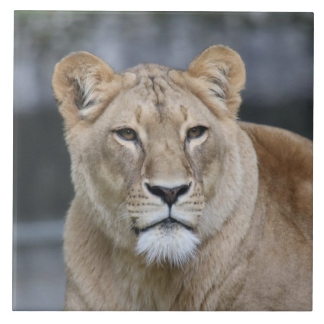 Azulejo León 004 (Frente)