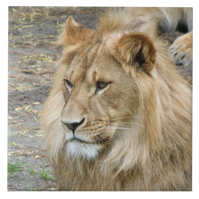 Azulejo León 011 (Frente)