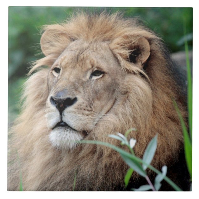 Azulejo León 021 (Frente)