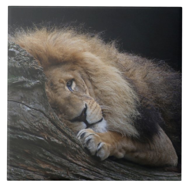 Azulejo León 030 (Frente)