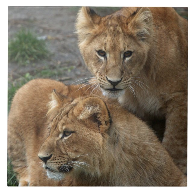 Azulejo León 033 (Frente)