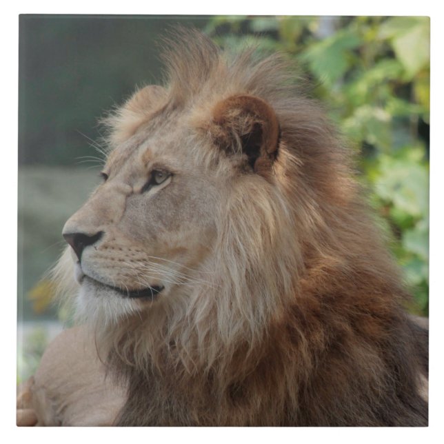 Azulejo León 035 (Frente)