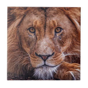 Azulejo León africano