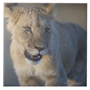Azulejo León Cub (Panthera Leo) el Namibia