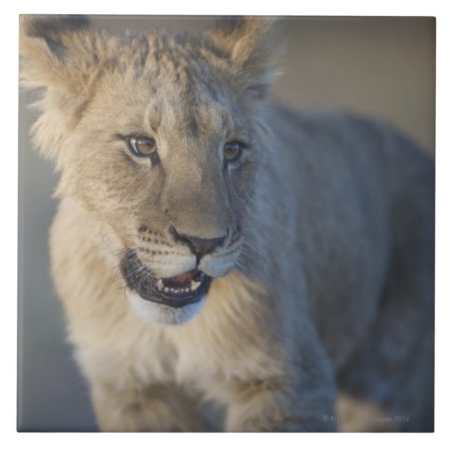 Azulejo León Cub (Panthera Leo) el | Namibia (Frente)