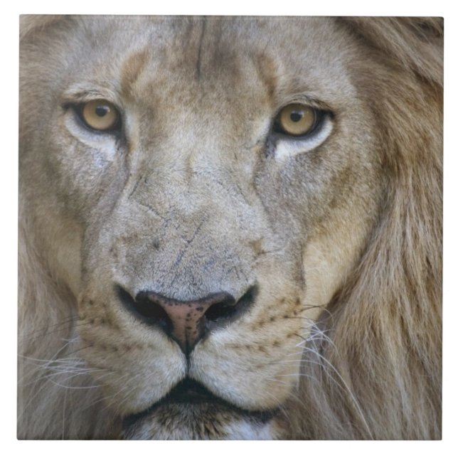 Azulejo León macho adulto en el Zoológico de Sacramento, C (Frente)