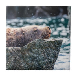 Azulejo León Marítimo En La Bahía De Resurrección, Alaska