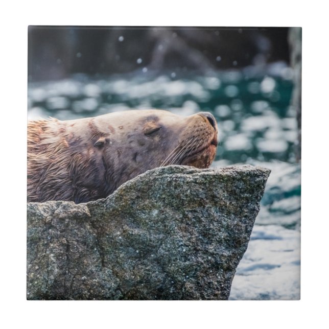 Azulejo León Marítimo En La Bahía De Resurrección, Alaska (Frente)