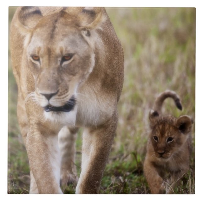 Azulejo Leona hembra con cachorro (Frente)