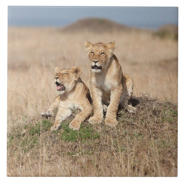 Azulejo Leones jóvenes (Frente)