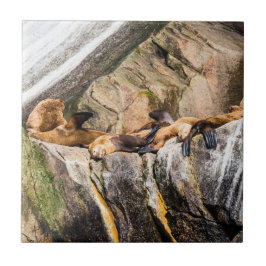 Azulejo Leones Marinos Sobre Las Rocas