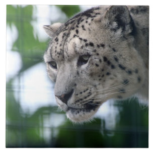 Azulejo Leopard 003