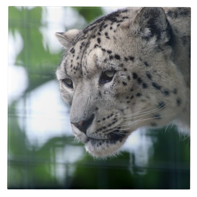 Azulejo Leopard 003 (Frente)