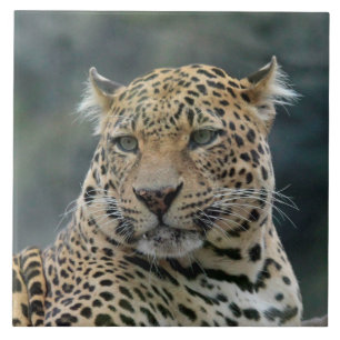 Azulejo Leopard 006