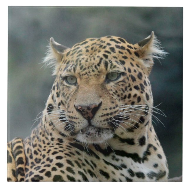 Azulejo Leopard 006 (Frente)