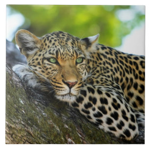 Azulejo Leopard Ceramic Tile