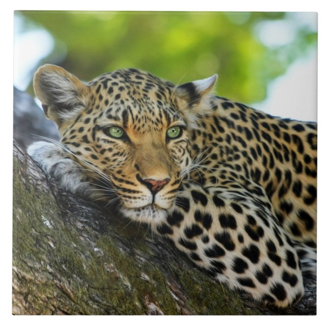 Azulejo Leopard Ceramic Tile (Frente)