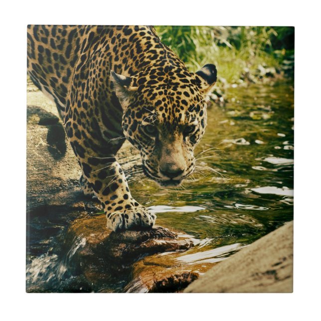 Azulejo Leopard cruzando una fotografía de streaming (Frente)
