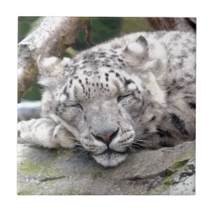 Azulejo Leopardo de la nieve - ¡hermoso!