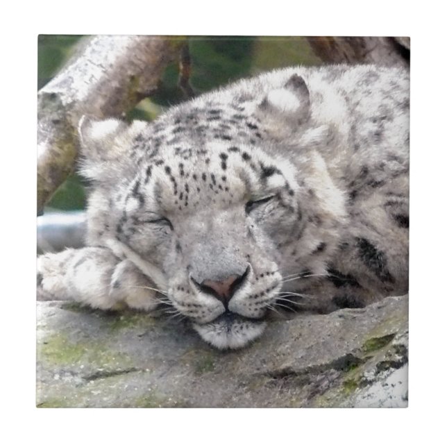 Azulejo Leopardo de la nieve - ¡hermoso! (Frente)