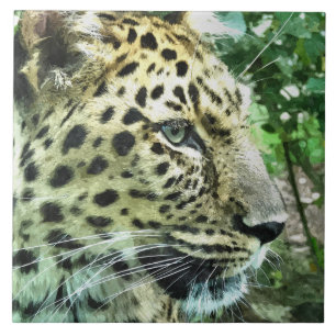 AZULEJO LEOPARDS