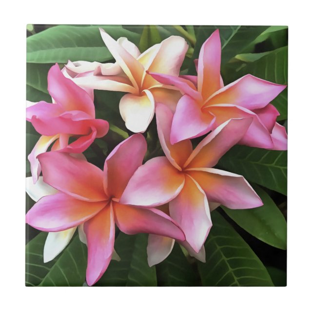 Azulejo Leyenda De Flor De Frangipani Pink Pálido (Frente)