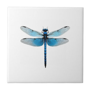 Azulejo Libélula Azul - Entomólogo Amante de la Fauna Inse
