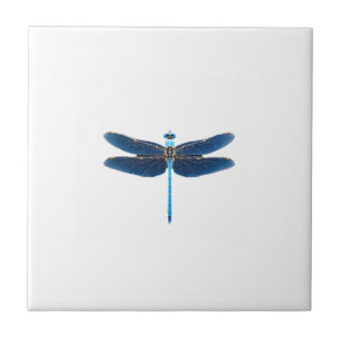 Azulejo Libélula Azul - Entomólogo Amante de la Fauna Inse