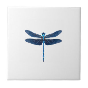 Azulejo Libélula Azul - Entomólogo Amante de la Fauna Inse