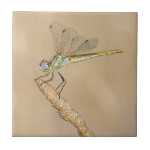 Azulejo Libélula Skimmer Insecto Hembra (CC BY 4.0)