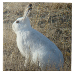 Azulejo Liebre de nieve R25